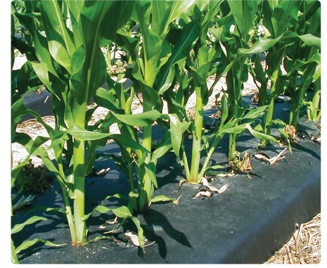 drum punch planted corn rows